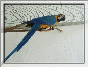 Papuga, Ara błękitna