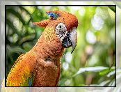 Ara, Pomarańczowa, Papuga