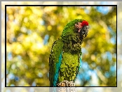 Papuga, Ara zielona
