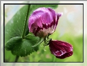 Art, Makro, Kwiat, Bordowy, Motyl