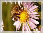 Makro, Aster, Pszczoła