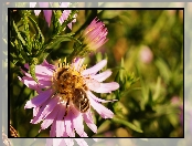 Aster, Pszczoła