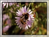 Aster, Trzmiel