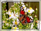 Rusałka pawik, Motyl, Astry, Kwiaty, Kolorowy