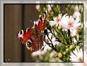 Rusałka pawik, Motyl, Astry, Kwiaty, Kolorowy