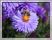 Astry, Ogród, Kwiaty, Pszczoła