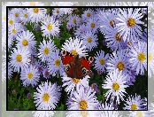 Astry marcinki, Rusałka pawik, Kwiaty, Motyl
