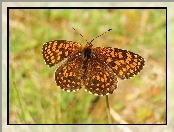 Przeplatka atalia, Motyl