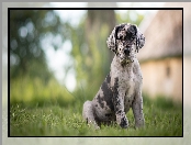 Trawa, Łatki, Szczeniak, Pies, Catahoula leopard dog