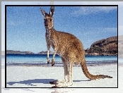 Australia, Góry, Morze, Kangur, Plaża