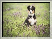 Australian shepherd, Łąka, Owczarek australijski, Szczeniak