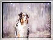 Australian shepherd, Bańki, Owczarek australijski, Spojrzenie