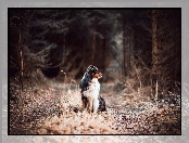 Australian shepherd, Las, Owczarek australijski, Droga