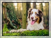 Australian shepherd, Las, Owczarek australijski, Język