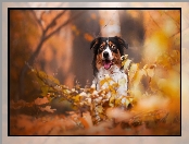 Australian shepherd, Liście, Owczarek australijski, Gałęzie