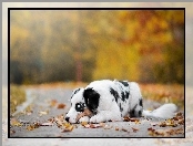 Australian shepherd, Liście, Owczarek australijski, Alejka