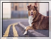 Australian shepherd, Ulica, Owczarek australijski, Chodnik