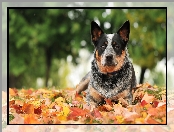 Australian cattle dog, Liście