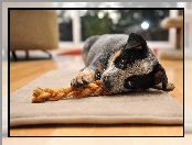 Australian cattle dog, Leżący, Szczeniak