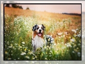 Łąka, Owczarek australijski, Australian shepherd