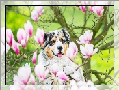 Australian shepherd, Magnolia, Owczarek australijski