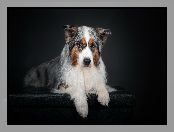 Australian shepherd, Pies, Owczarek australijski