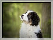 Australian shepherd, Szczeniak, Owczarek australijski