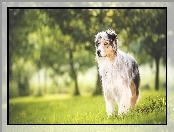 Australian shepherd, Wiosna, Owczarek australijski