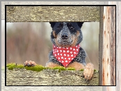 Australian Cattle Dog, Deski, Pies, Chustka