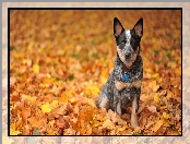 Liście, Australijski pies pasterski, Australian Cattle Dog