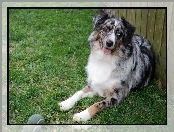 Australian shepherd, Owczarek australijski