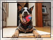 Australijski pies pasterski, Australian Cattle Dog