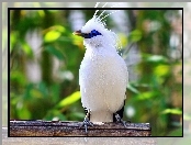 Bali Starling, Biały, Szpak balijski