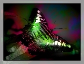 Barwny, Motyl