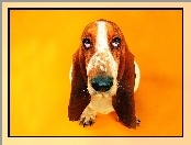 Basset