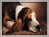 Basset