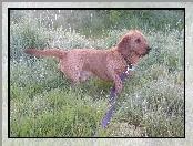 Basset Fauve de Bretagne, smycz