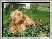 trawa, Basset Fauve de Bretagne