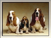 Basset Hound, Psia, Rodzinka