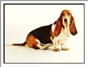 Basset