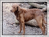 Chesapeake Bay retriever