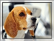 Beagle, Mordka