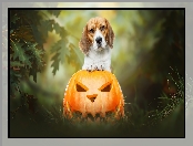Beagle, Halloween, Pies, Dynia