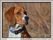 Beagle, Portret, Pies, Obroża