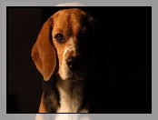 Beagle, Portret
