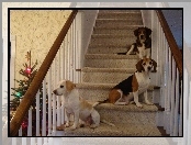 Beagle Harriery, choinka, trzy, schody