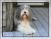 Duży, Bearded collie