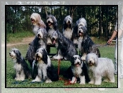 jedenaście, Bearded collie