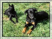 Beauceron