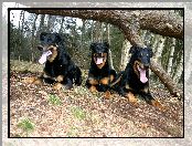 Beaucerony, drzewo, Trzy, przewrócone